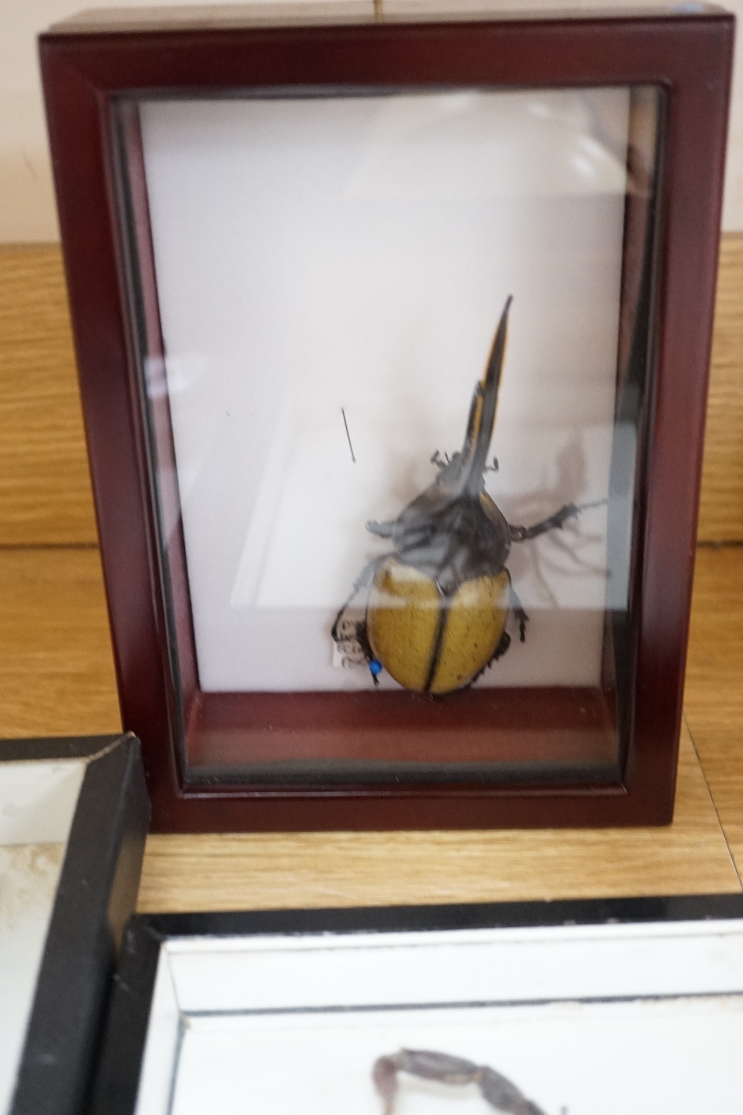 Two cased taxidermic butterflies, stag beetle, one other beetle and two ostrich eggs
